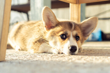 Cute little corgi dog lie on ground outdoors under wooden chair with sad eyes. Closeup photo. Domestic animal, beautiful dog breed with big prick ears. Fluffy puppy rest in house yard on sunny day.