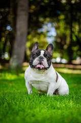Fototapeta premium french bulldog male portrait