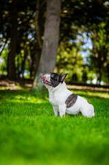 Fototapeta premium french bulldog male portrait