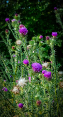 Broad Winged or Spiny Plumeless thistle plants, Carduus acanthoides, with purple flower blossoms and older blooms of different colors.