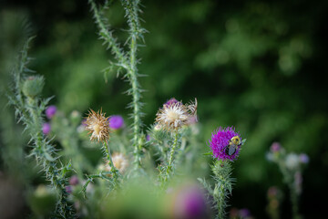 Broad Winged or Spiny Plumeless thistle plants, Carduus acanthoides, with a bumblebee gathering pollen from a purple flower blossom.