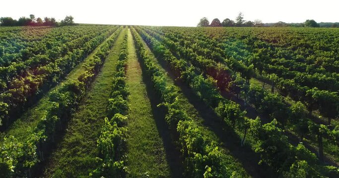 Vue a&eacute;rienne de vignes dans le bordelais - coucher de soleil