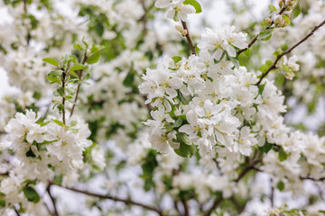 blooming apple tree. soft selective focus on the flowers of the fruit tree, the ripening of the harvest of apples or pears in the garden. farming and agriculture, grow vegetables fruits and herbs