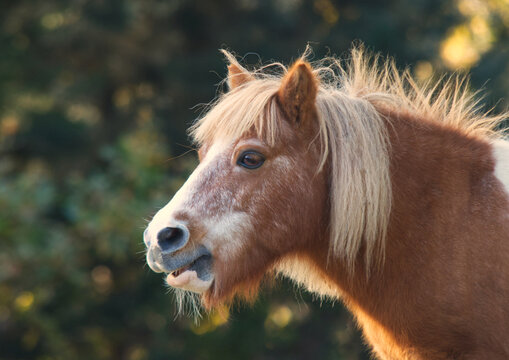 Portrait of shetland pony