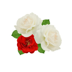 three roses on transparent background