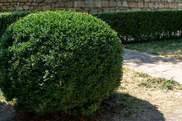Deciduous bush of privet trimmed in shape of sphere Privet hedge beautiful round bush at city park. - obrazy, fototapety, plakaty