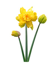 narcissus flower in garden spring - obrazy, fototapety, plakaty