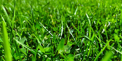 Green grass meadow background and texture...Green grass on the meadow field.