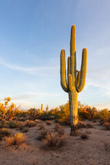 Saguaro Cactus in the Arizona desert - obrazy, fototapety, plakaty