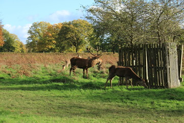 Red deer grazing in autumn in Bushy Park including a stag and a hind