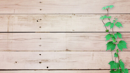 Fototapeta premium 木目背景とグリーン