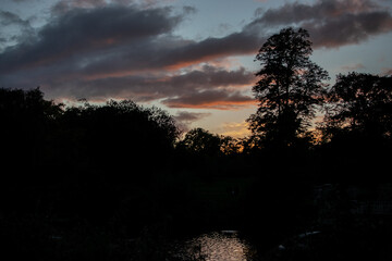 Fototapeta premium Silhouette of City Trees