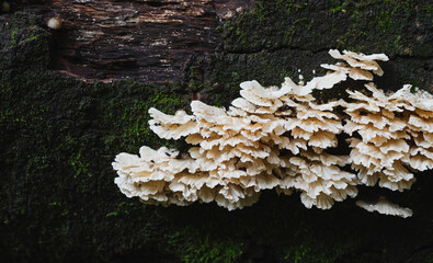 mushrooms on a tree trunk