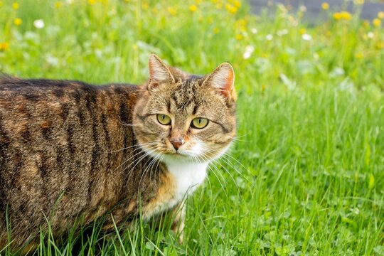 Three-colored Fat Cat Walking In Green Grass