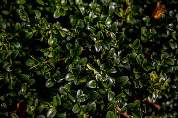 Fototapeta na wymiar Close-up hedge. beautiful background. Small green leaves.