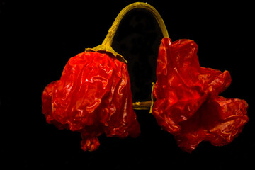 (Capsicum baccatum) Closeup macro image of dried pair of Bishops Crown chili peppers on black background