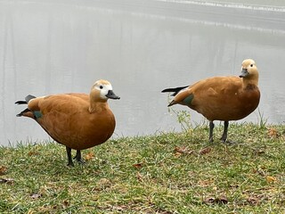 duck in the park