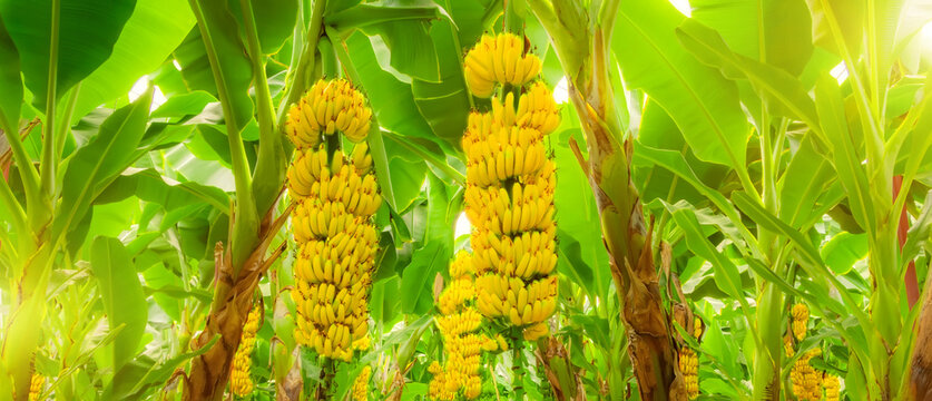 Ripe yellowing bananas hang in clusters on banana plantations. Industrial scale banana cultivation for worldwide export. Format banner header wide size, place sample text.