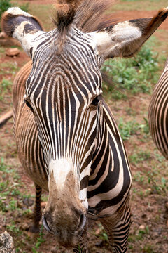 Detail of a zebra's head while eating