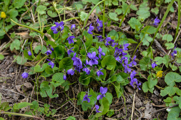 wild violet growing in the forest