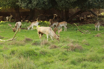 Herd of Fallow deer grazing in autumn in the royal Bushy Park in the London Borough of Richmond upon Thames. Bushy Park is London's second largest of the Royal Park	