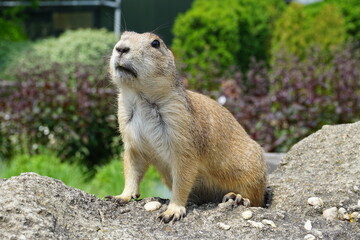 prairie dog on the rock