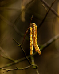 caterpillar on a branch