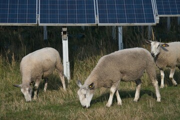 Sheep herding and solar energy can be combined