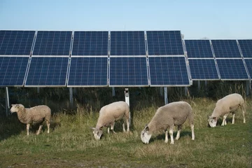 Deurstickers Toilet Herd of sheep grazing on solar power plant in Germany