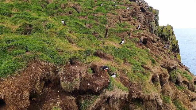 Atlantic puffins (Fratercula arctica, common puffin), nesting on rocky and grassy cliffs of Hafnarh&oacute;lmi marina in Borgarfj&ouml;r&eth;ur Eystri, Iceland.