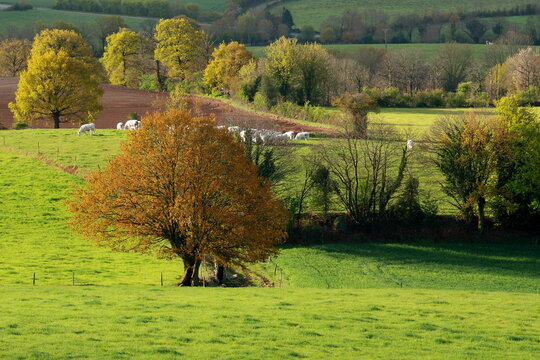 Bocage vend&eacute;en au printemps