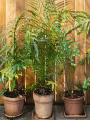 Tropical plants in clay flower pots stands outdoors. Botany as anti stress hobby.