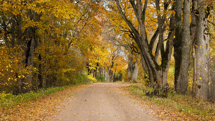 rural road in autumn,autumn landscape in the photo, an alley of trees with crumbling leaves
