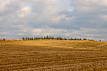 Fototapeta premium agricultural field in autumn, gray sky and clouds in the background