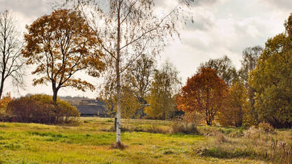 rural road in autumn,autumn landscape in the photo, an alley of trees with crumbling leaves