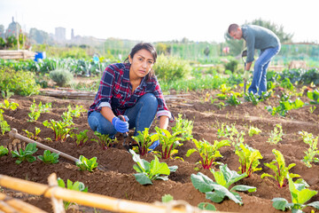 Hired worker checks young beets in her organic plantation