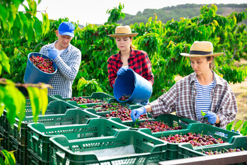 Group of farm workers together packaging sweet freshly harvested cherry at farm garden