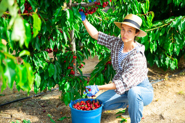 Portrait of woman gardener with large bucket picking sweet cherry from tree at orchard