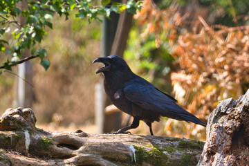 Kohlkrabe © Jessica