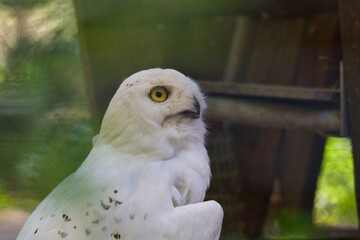 Schneeeule 