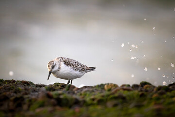 seagull on the beach