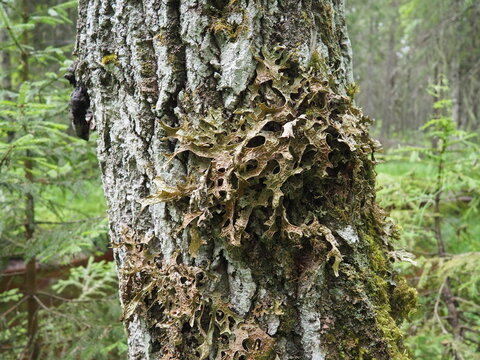 Moss and lichens on the bark of a tree in a spruce taiga forest. Karelia, Orzega. Lobaria Lobaria is a genus of lichenized ascomycetes belonging to the Lobariaceae family. Thallus foliose