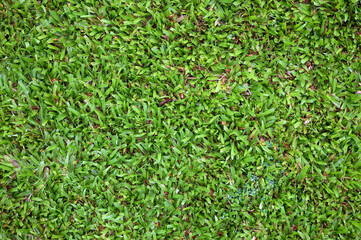 Wet  green fresh cut of grass