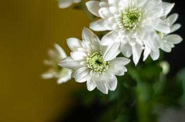 Obraz na płótnie Canvas minimalistic white flowers 