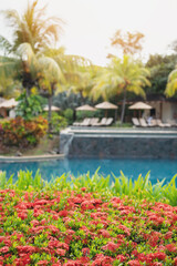 Orange tropical flowers