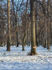 trees in the snow