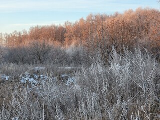 reeds in the snow