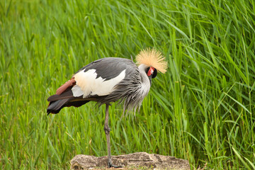 Fototapeta premium Kranich