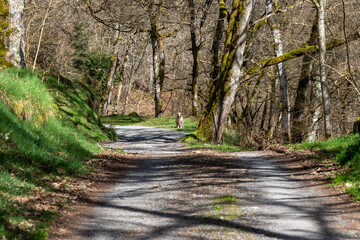 A track through the forest with an English setter in the distance.