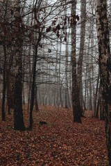 Fototapeta premium Birches with fallen leaves in fog. Wet weather, autumn landscape, gloomy photo. Autumn photo, wallpapers